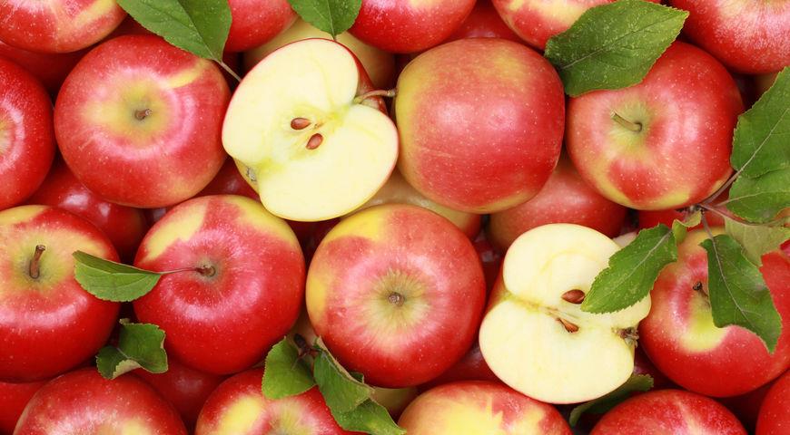 «В ході дослідження експерти Роскачества побачили в покупних яблуках слідові кількості пестицидів (хімічні засоби, що захищають рослини від грибків), але не побачили їх в садових фруктах дачників