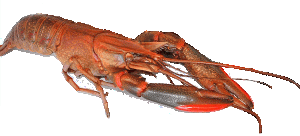 Красноклешневий рак (а так само Рак Червоний Кіготь, Red Claw crayfish, австралійський рак) - тропічний вид і новий об'єкт тепловодної аквакультури, що мешкає в річках північно-західній та північно-східній Австралії